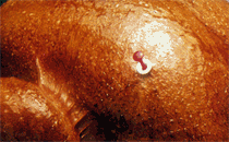 POP-UP TIMERS  180L  RED