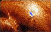 165L BLUE POP UP TIMERS